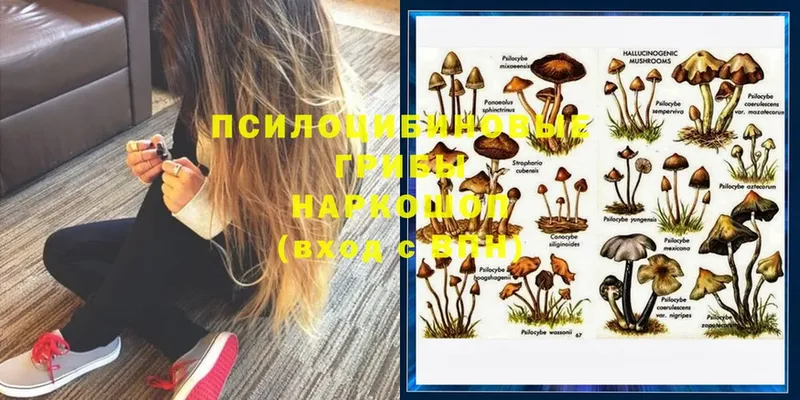 KRAKEN ссылка  Бологое  Галлюциногенные грибы Psilocybe  наркота 